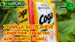 УБИЙЦА БОЛЕЗНЕЙ! Помидоры, огурцы, розы – все здоровы! Мой секретный рецепт от болезней.