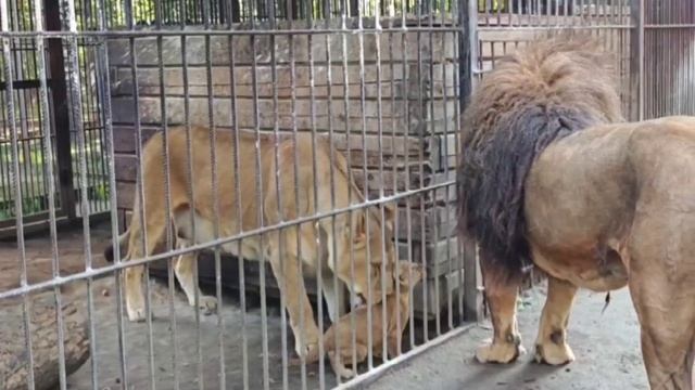 Утро в семействе львов в Барнаульском зоопарке смотреть онлайн