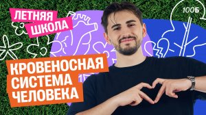 Кровеносная система человека. Теория + задания ОГЭ | Летняя школа для 9 класса | Федос Кокос | 100Б