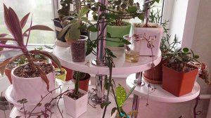 Церопегия Сандерсона | Как цветёт церопегии Сандерсона | Какая корневая у церопегии Сандерсона ●☆