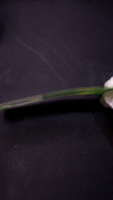 10 кордоба 2019 года из Никарагуа I ЦЕНА I РЕАЛЬНАЯ СТОИМОСТЬ БАНКНОТЫ #америка #деньги #валюта