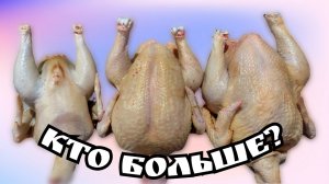 Убрали утку СК-6, вывели Ст-5. Забили цветного бройлера. Кто больше Редбро или Голошейка