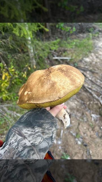 Ижемский лес.mp4 смотреть онлайн