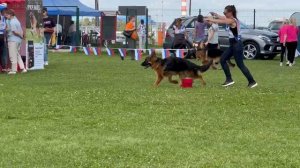 ЩЕНКИ КОБЕЛИ ДШ / Главная выставка немецких овчарок России 2025