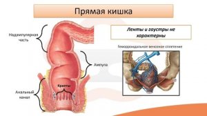 Видео-лекция №19.2 Толстая кишка