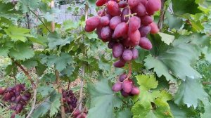 Днестровский сувенир