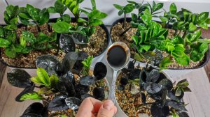 ЖАЛЕЮ, что РАНЬШЕ ТАК не ВЫРАЩИВАЛА ЗАМИОКУЛЬКАС, корни лезут щеткой, клубни крупные, листьев море