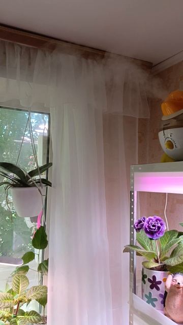 Вот девочки помощник для ваших цветочков! Всем советую 🤗 #глоксиния #цветыдлядома смотреть онлайн