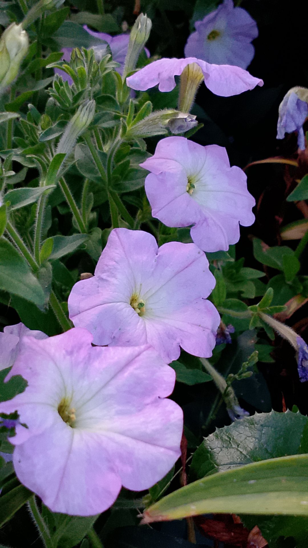 Красота! Августовское цветение! смотреть онлайн