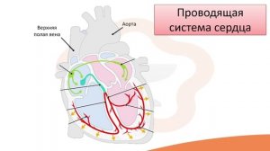Видео-лекция №11.3 Проводящая система сердца