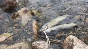 Подводная охота, рыбалка и отдых на озере Иткуль. Челябинская область. Урал.