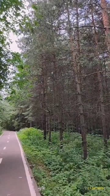 Филёвский парк 17.08.2025