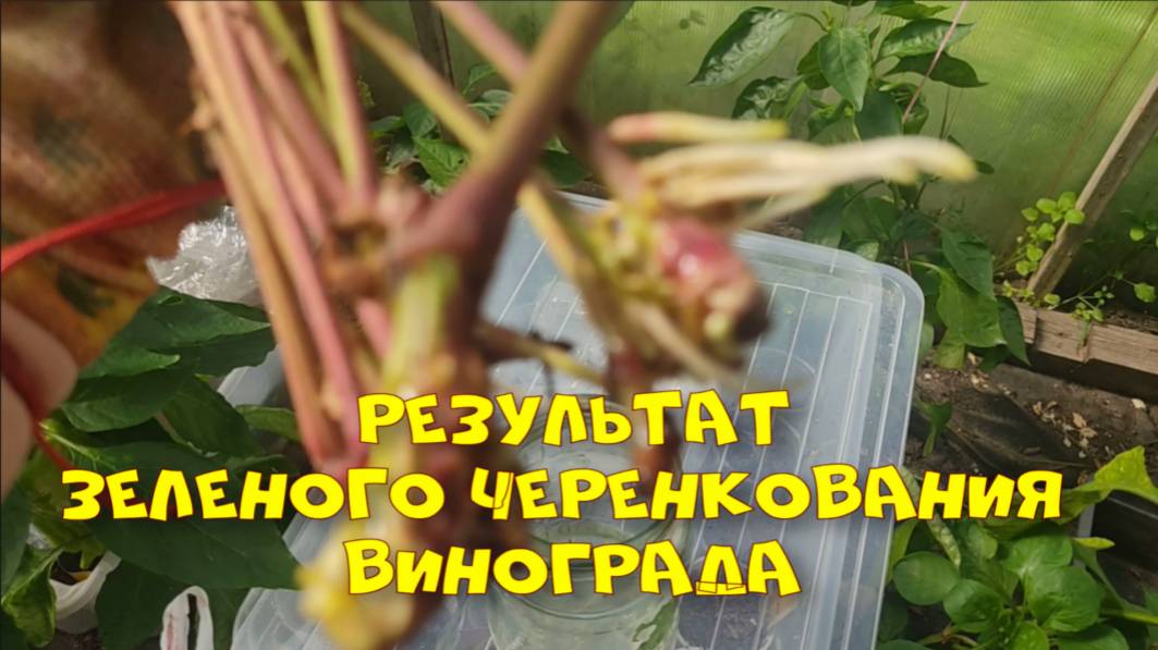 Зеленое черенкование винограда. Результат. смотреть онлайн