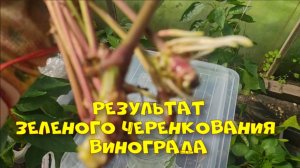 Зеленое черенкование винограда. Результат.