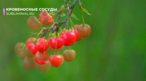 Кровеносные сосуды. Исцеление капилляров, вен, артерий. Скрытые аффирмации. Саблиминал.