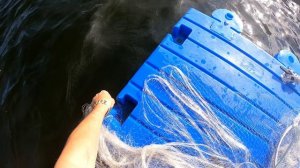 Мощнейшая рыбалка кастинговой сеткой с прикормом оправдала себя 💯 Толстолоб оказался жерихом🤣🤣🤣