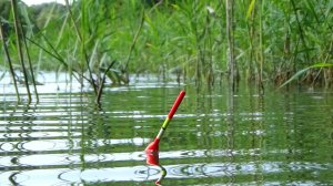 Рыбалка 17 августа в зарослях тростника на поплавок на линя. Получаю отн. мастера по этой теме тут!