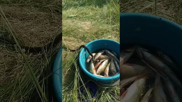 Рыбалка удалась. Ужик на рыбалке. смотреть онлайн