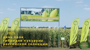 День поля гибридов кукурузы российской селекции - 2025