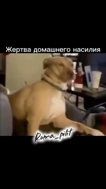 #жертва #смех #юмор #собака #кот #удар #прикол смотреть онлайн