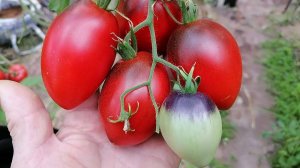 Томат Огненное сердце Мордовии