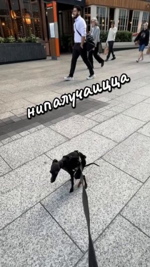 песня про собачку 🤣