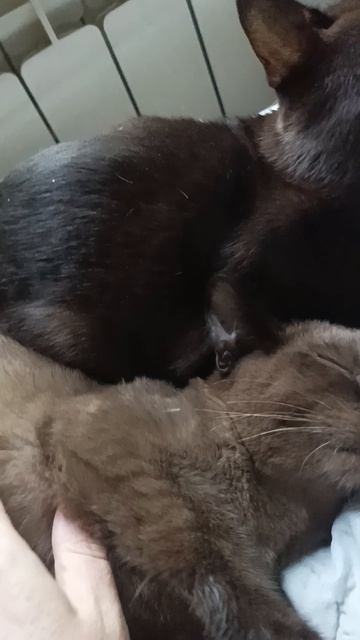 Сеня впервые заурчал) Сене и Моне 4 месяца