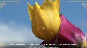 Фестиваль тюльпанов: весенняя симфония Калмыкии