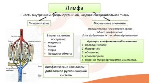 Видео-лекция №13  Лимфатическая система
