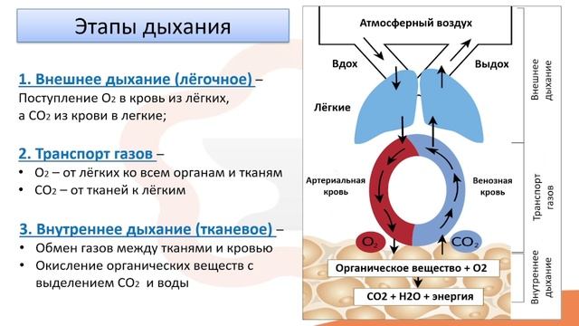 Видео-лекция №14.1 Общие сведения о дыхательной системе смотреть онлайн