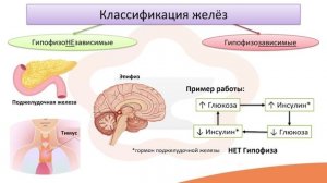 Видео-лекция №9 Общие сведения об эндокринной системе