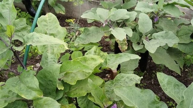 Август на участке что получилось, а что нет. Мои промахи и выводы. смотреть онлайн