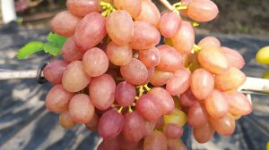 киш-миш БАНЗАЙ -  очень ранний МУСКАТНЫЙ киш-миш!!!