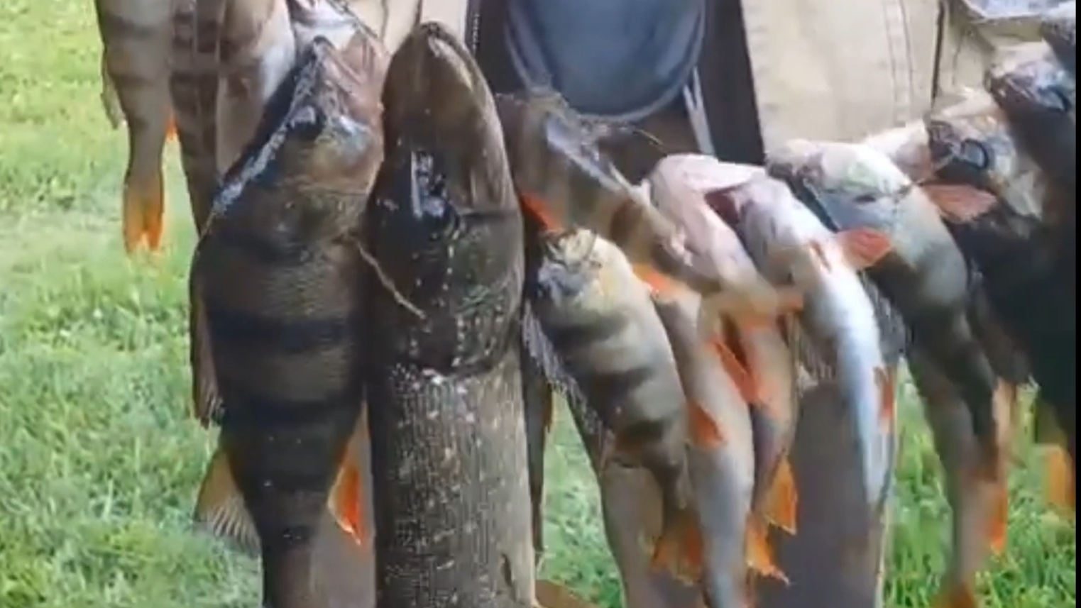 Михалыч (тесть) отличился на рыбалке👍👍👍16-08-2025 смотреть онлайн