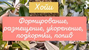Хойи | Формирование, размещение, укоренение, подкормки, полив