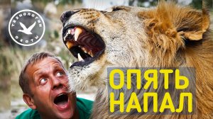 Нападение льва в сафари-парк «Тайган». Лев напал на директора