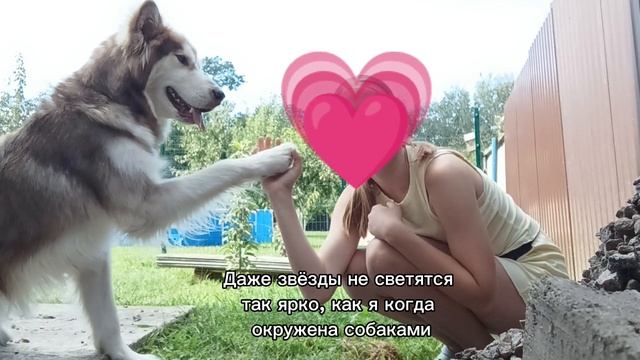 Люблю собак ❤️🔥