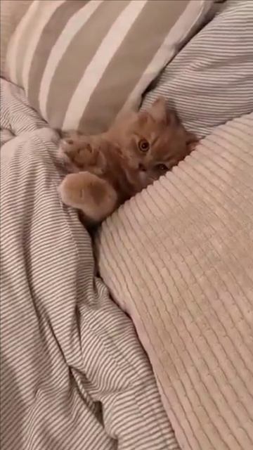 Котенок ложится спать смотреть онлайн