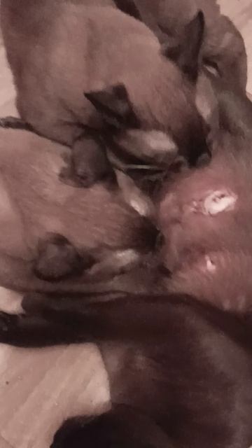 Всем нам нужна мама