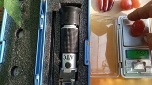 Виноград в теплице.