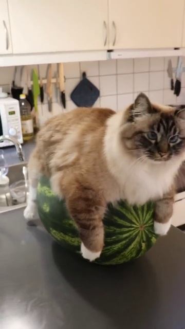 Кот арбуз смотреть онлайн