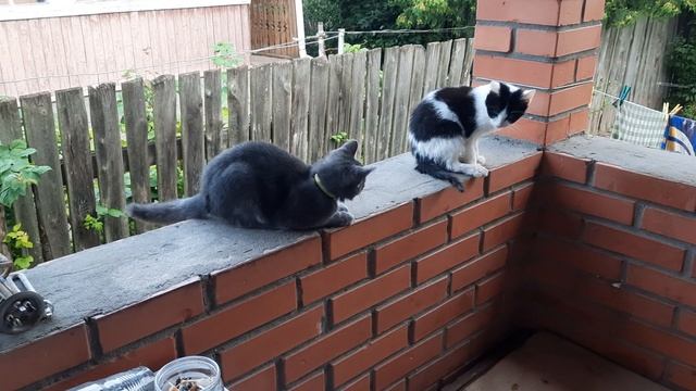 Барсик 19.08.25(0+)