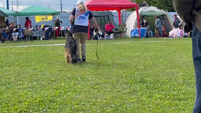 2 Хор. Gross Erfolg BRUTAL №266. Главная выставка немецких овчарок России 2025