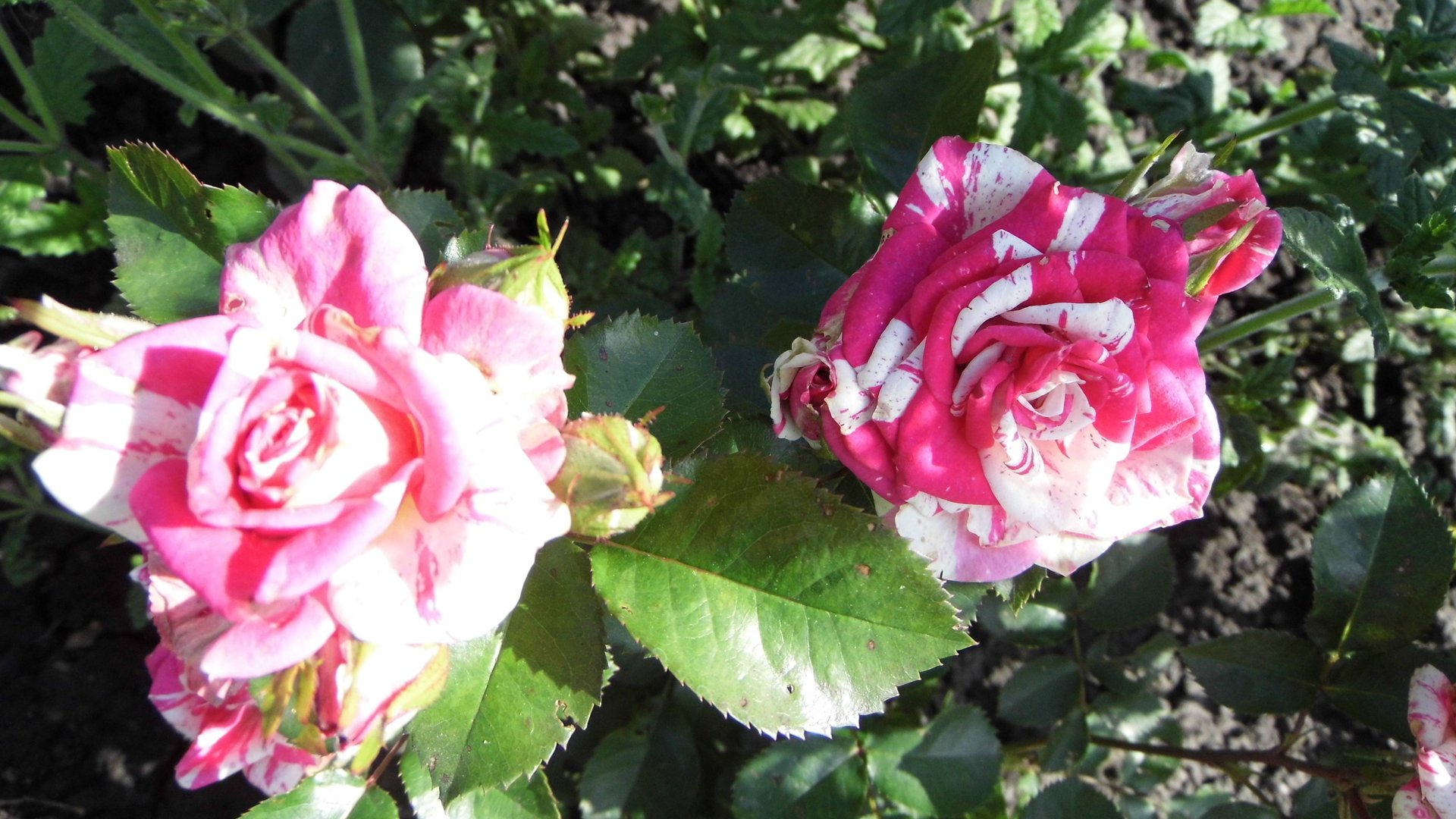 Второе цветение розы-спрей из Светофора у нас в саду