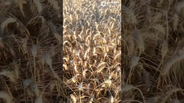 Завершена уборка озимой пшеницы #ТУРАНУС в хозяйстве «Красный Октябрь» Брянской области.