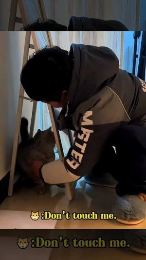 Кошачье бессилие