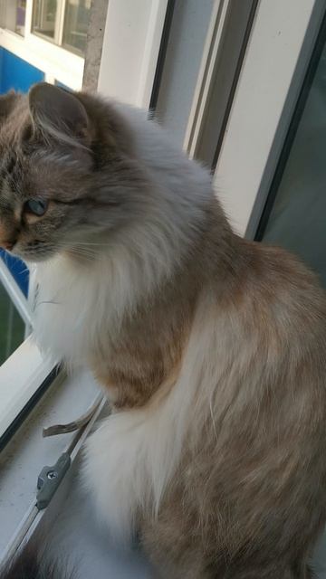 #всёпод#контролем#Ханти#cat#love смотреть онлайн