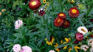 Выращивание Гелихризума ( Бессмертника ) Уход , Размножение и Использование в Зимнее Время.