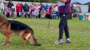 РАБОЧИЙ КОБЕЛИ / Главная выставка немецких овчарок России 2025