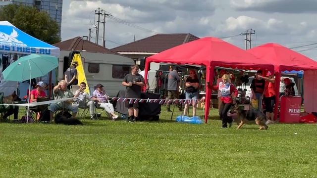 ПОДРОСТКИ КОБЕЛИ / Главная выставка немецких овчарок России 2025 смотреть онлайн